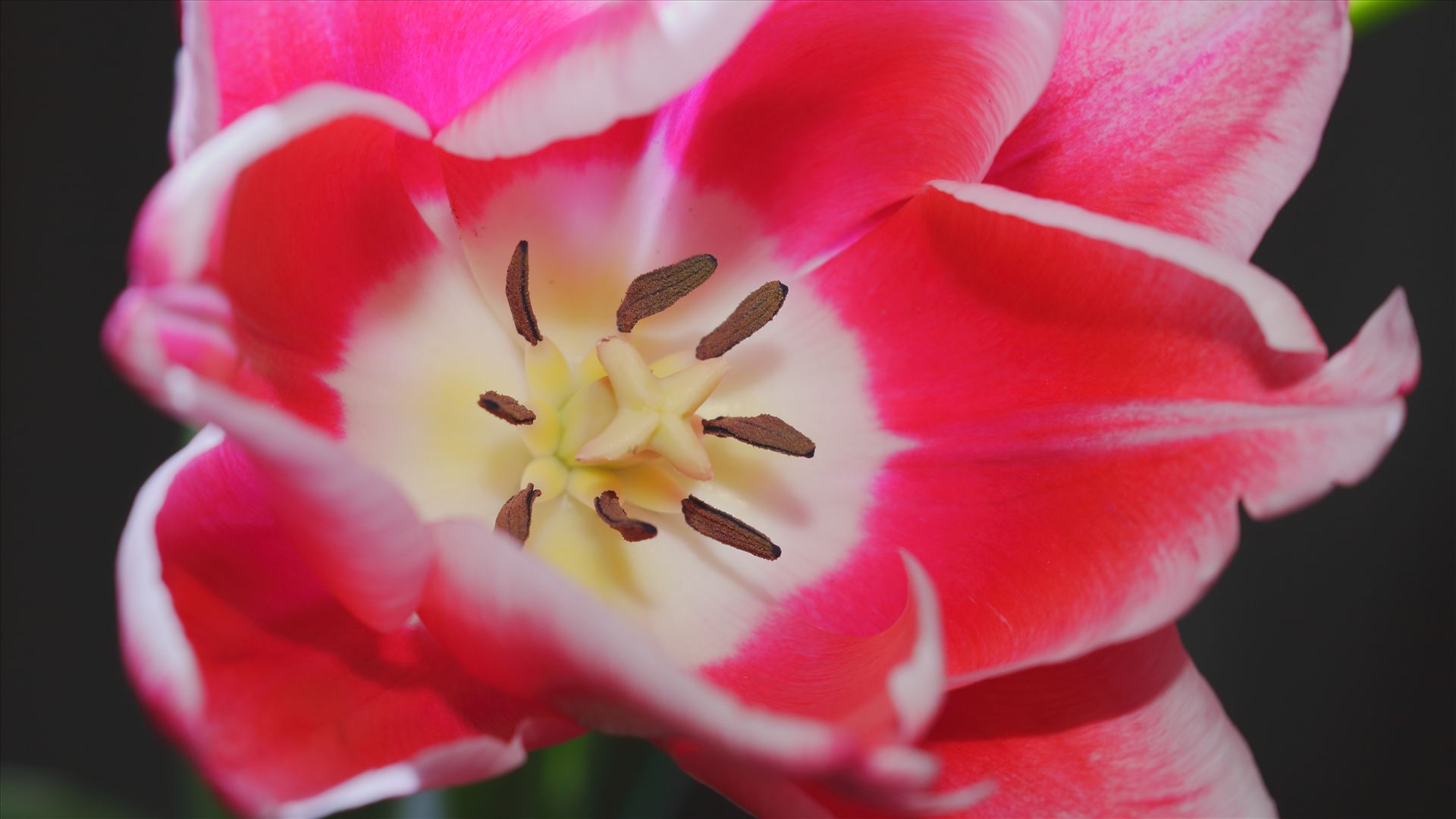 tulip.JPG - close-up picture of a tulip flower by Goomba707