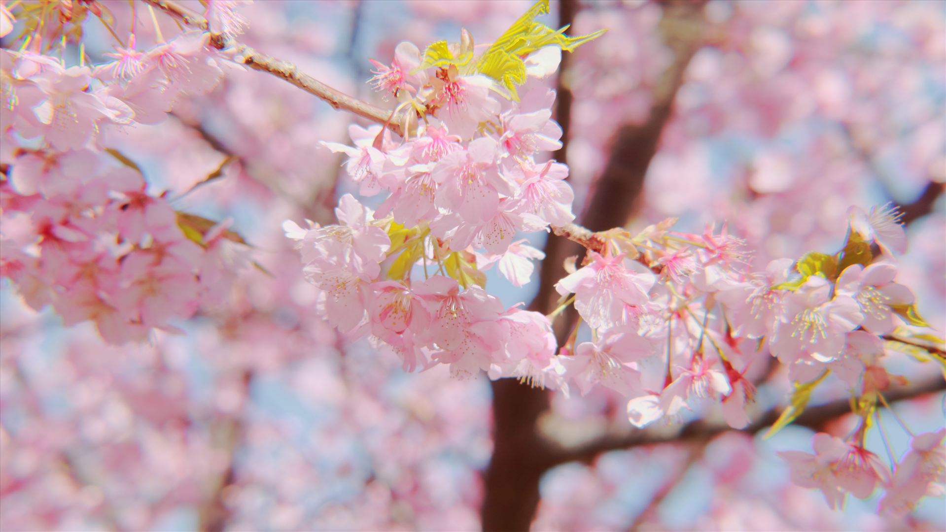 plum blossom.JPG - plum blossom by Goomba707