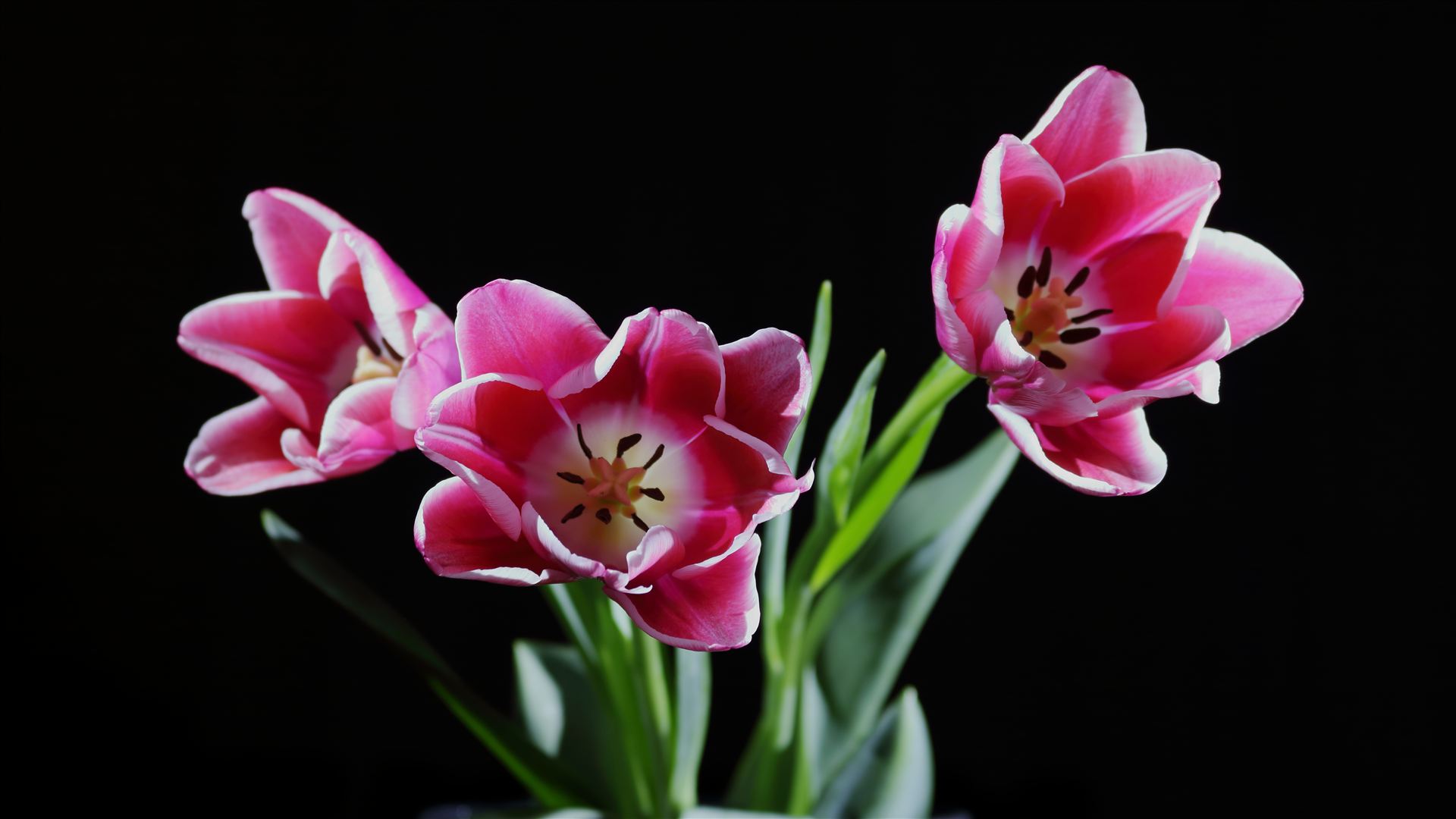 tulip1.JPG - three tulip flowers by Goomba707