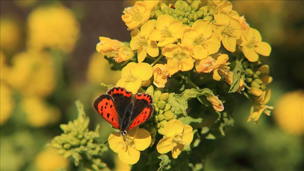 butterfly on a mustard flower during the blooming season.